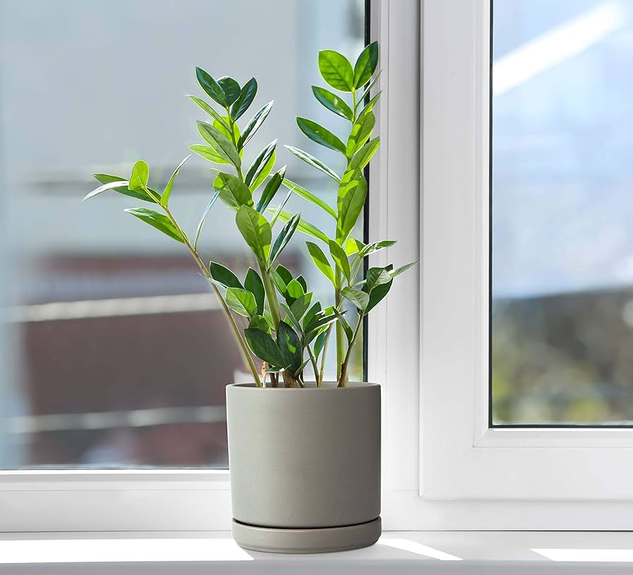 植木鉢Ｄ-103〜105 10号角高陶器鉢(白) A-026 【用土別売】送料無料 観葉植物